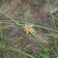 Cyperus arenarius Retz.